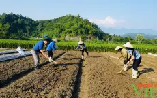 Xuất cấp hạt giống cây trồng hỗ trợ Lào Cai khôi phục sản xuất