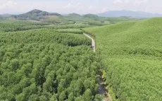 Thị trường carbon rừng: Để phát triển cần lấp khoảng trống cơ chế