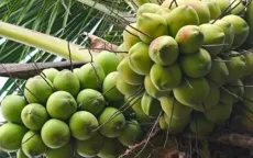 Thu về hàng trăm triệu USD từ dừa