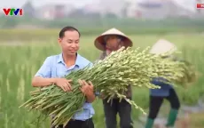 Hải Phòng: Hoa nở sau bão