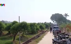 Hà Nội: Người dân huyện Mê Linh mất Tết vì hàng trăm cây đào thế bị phá hoại
