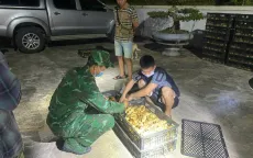 Bắt giữ ô tô vận chuyển 12.000 con gà giống lậu ở Quảng Ninh