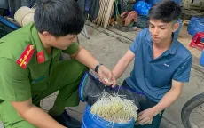 Khởi tố 2 chủ cơ sở sản xuất dùng chất cấm làm giá đỗ