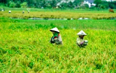Thủ tướng chỉ đạo đẩy mạnh khôi phục sản xuất nông nghiệp sau bão số 3
