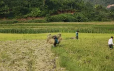 Người dân thôn Làng Nủ nén đau thương, xây dựng cuộc sống mới