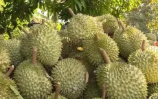 Giá sầu riêng giữ ở mức cao