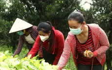 Tiền Giang: Quan tâm hỗ trợ vốn, tạo việc làm cho hội viên phụ nữ nghèo