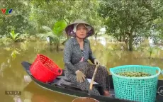 Nhà vườn cà na bận rộn mùa nước nổi