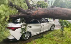 Cây phượng trong sân trường bật gốc đè ô tô đậu ngoài đường