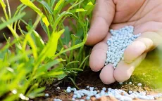 Áp thuế VAT 5% với phân bón đảm bảo hài hòa lợi ích “3 nhà”
