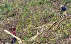 Quảng Ninh: Thu dọn, trồng lại rừng bị thiệt hại do thiên tai