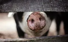 Mỹ lần đầu tiên phát hiện cúm gia cầm H5N1 ở lợn
