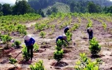 Hợp tác triển khai các dự án trồng và bảo tồn rừng, cùng người dùng góp phần giảm phát thải carbon