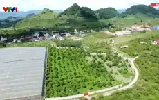 Trục lợi từ đất đai có nguồn gốc nông lâm trường