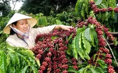 Ưu tiên tín dụng giúp đồng bào thoát nghèo