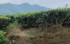 Sạt lở bờ sông Ngàn Phố (Hà Tĩnh), 6 ha chè bị cuốn trôi