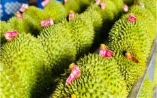 Thái Lan triển khai dự án “sầu riêng số”