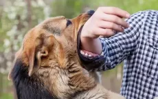 Phát bệnh dại sau một năm bị chó nhà cắn