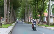 TP Trà Vinh đối mặt với bài toán phát triển đô thị hay bảo tồn cây xanh