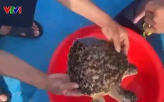 Lý Sơn thả rùa quý hiếm về biển