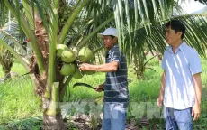 Phát triển giống dừa mới năng suất cao, đáp ứng nhu cầu xuất khẩu