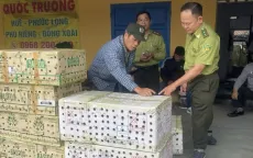 Thả gần 1.000 con chim chào mào về tự nhiên