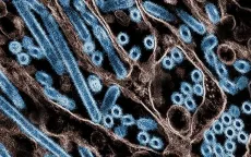 Anh chuẩn bị 5 triệu liều vaccine phòng ngừa đại dịch cúm gia cầm