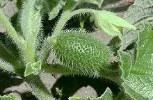 Dưa chuột "phun hạt" - phát hiện mới về sự kỳ diệu của thế giới thực vật