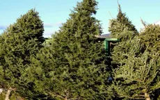 Cây thông Noel ở Mỹ tăng giá dịp cuối năm