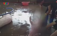 Cơ sở thu mua, giết mổ lợn bệnh hoạt động giữa khu dân cư