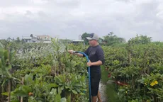 Bình Định: Thủ phủ trồng mai tất bật chuẩn bị vụ Tết Ất Tỵ