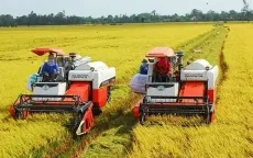 Giá lúa xuống thấp, thương lái bỏ cọc