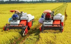 Giá lúa, gạo đồng loạt giảm