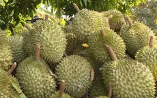 Thách thức với ngành sầu riêng