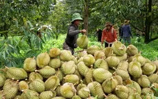 Tăng cường bảo vệ mã số vùng trồng sầu riêng