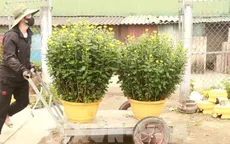 Giá hoa, cây cảnh tăng hơn năm ngoái