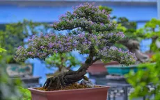 Tết Nguyên đán Ất Tỵ 2025: Hoa, cây cảnh dáng bonsai lên ngôi