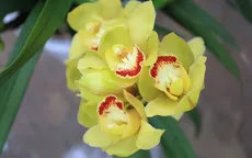 Địa lan giá rẻ hút khách dịp Tết
