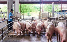 Ngăn chặn nhập lậu sản phẩm chăn nuôi
