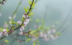 Những điều cấm kỵ khi bao sái bát hương
