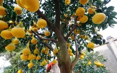 Những gốc bưởi trĩu quả, giá hàng chục triệu đồng đón Tết