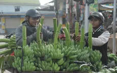 Thủ phủ chuối miền Trung nhộn nhịp ngày giáp Tết