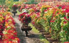 Làng hoa giấy Phú Sơn rực rỡ đón Tết