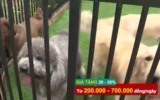 Dịch vụ giữ thú cưng ngày Tết hút khách