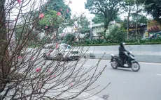 Hoa đào mang sắc xuân đến phương Nam