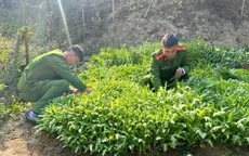 Trồng gần 2.800 cây thuốc phiện để làm rau ăn hàng ngày