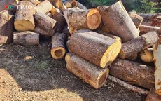 Đắk Nông điều tra vụ phá rừng tại khu vực đường tuần tra biên giới