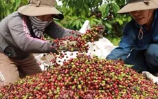Cà phê mang về gần 800 triệu USD xuất khẩu trong tháng đầu năm