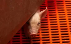 FDA Mỹ phê duyệt các nghiên cứu về cấy ghép nội tạng lợn cho bệnh nhân suy thận