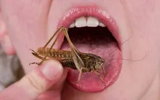 EU phê duyệt sử dụng thành phần có nguồn gốc từ côn trùng cho thực phẩm